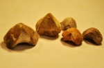 Lacunosella moutaniana