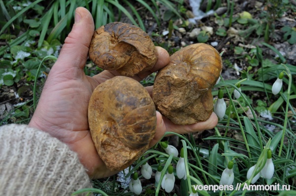 Cymatoceras, верхний готерив