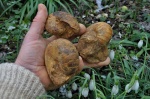 наутилус Cymatoceras