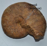 Euphylloceras + серпула