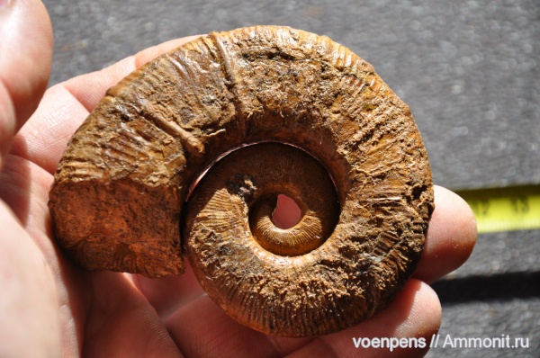 аммониты, моллюски, мел, готерив, Crioceratites, Ammonites, Верхоречье, верхний готерив, Cretaceous