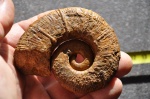 Crioceratites из Верхоречья