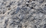 Nummulites
