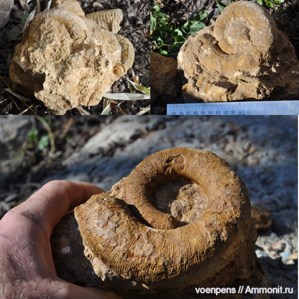 готерив, Biasaloceras, Biasaloceras sauclum, верхний готерив, Hauterivian
