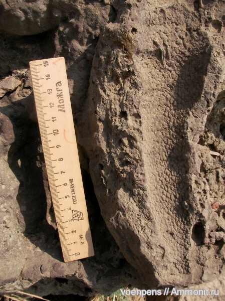 губки, Ventriculites