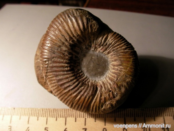 Homeoplanulites, Homoeoplanulites homoeomorphus