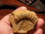 Choffatia cf. vicenti Mangold