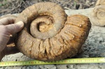 Crioceratites