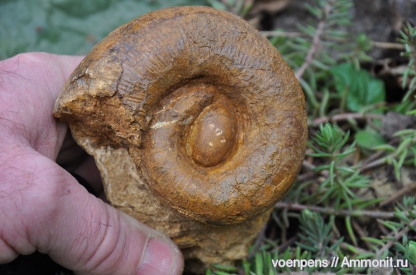 Biasaloceras