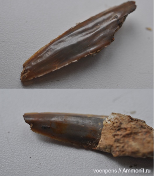рыбы, зубы, Sphenodus, fish, teeth