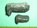 Lagarodus specularis