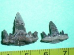 Glikmanius occidentalis,