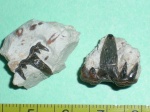 Glikmanius occidentalis