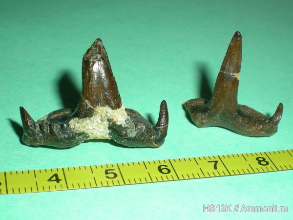 Saivodus, Ctenacanthiformes, Saivodus striatus