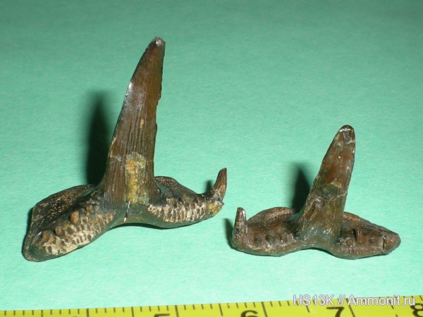 Saivodus, Ctenacanthiformes, Saivodus striatus