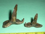 Saivodus striatus