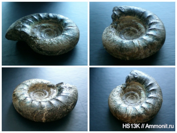 аммониты, Kachpurites, Kachpurites fulgens, верхняя юра, Ammonites, Лопатинский рудник, зона Kachpurites fulgens, Volgian, Upper Jurassic