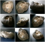 Craspedites fragilis