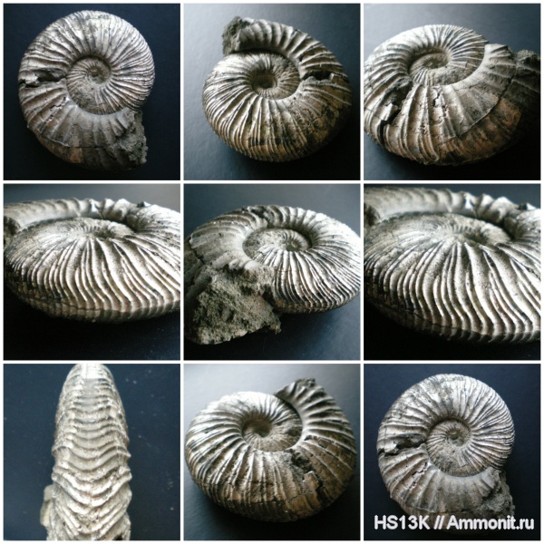 аммониты, юра, Virgatites, головоногие моллюски, волжский ярус, Virgatites virgatus, верхняя юра, Лопатинский рудник