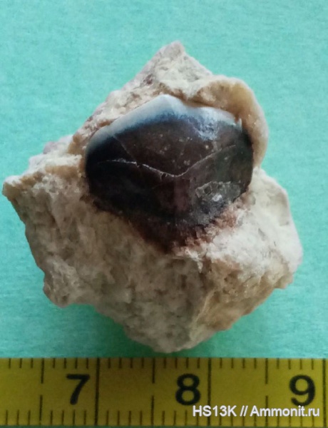 Petalorhynchus