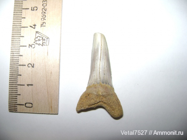 зубы акул, shark teeth