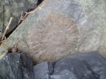 arietites rotiformis