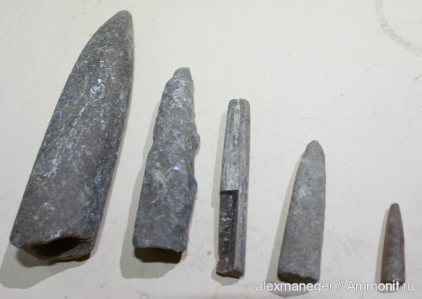 белемниты, belemnites