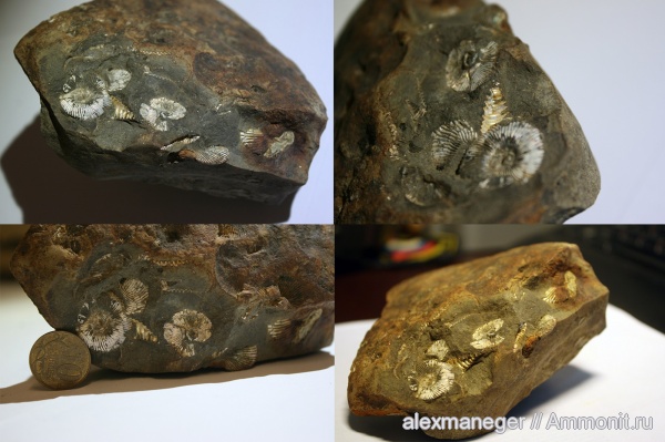 аммониты, Ammonites
