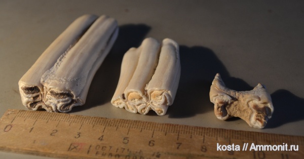 зубы, лошади, teeth