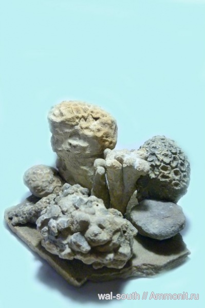 кораллы