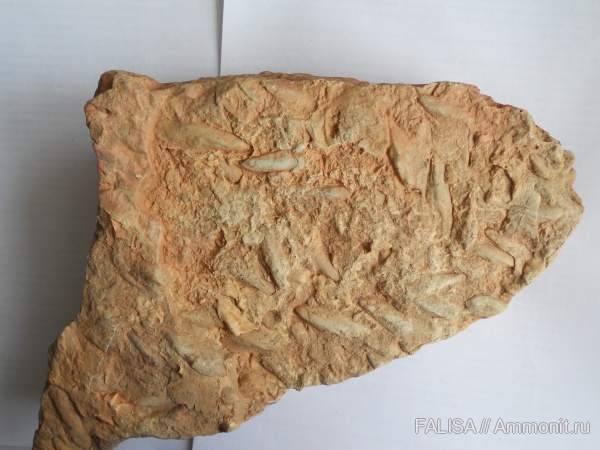 триас, двустворчатые моллюски, Triassic