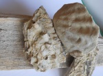 Ctenostreon