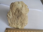 Serpulidae