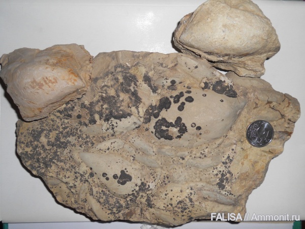 триас, мезозой, Triassic