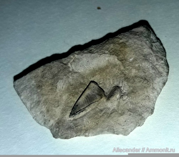 карбон, рыбы, нижний карбон, Platyxystrodus, зубы рыб, Chondrenchelyiformes, tooth