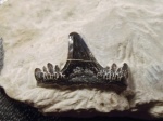 Tamiobatis