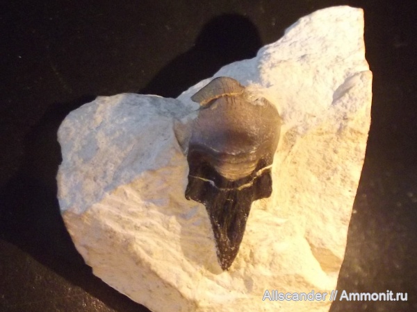 карбон, нижний карбон, зубы рыб, визейский ярус, Petalorhynchus psittacinus