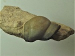 Deltoptychius sp., михайловские алевриты.
