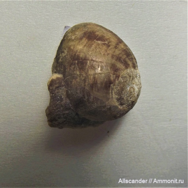 гастроподы, нижний карбон, визе, Gastropoda