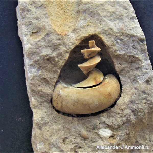 гастроподы, брюхоногие моллюски, Gastropoda, тульский горизонт