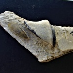 "Deltodus triangularis"? - в продолжение темы "Deltodus triangularis"? - в продолжение темы