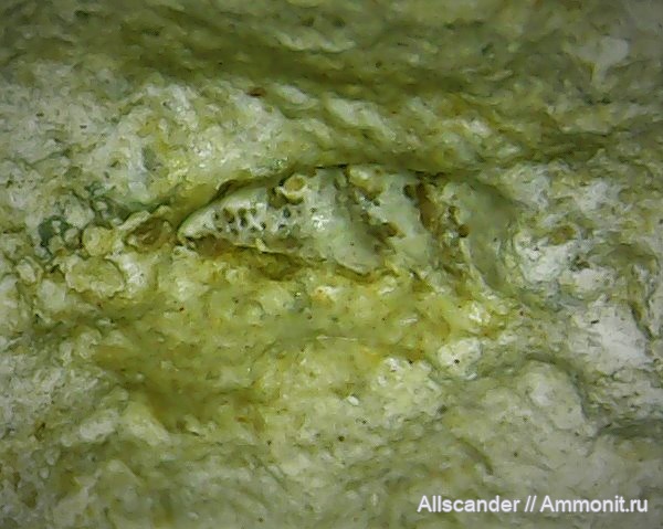 Chondrichthyes, визе, Cochliodontiformes, зубы рыб