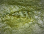 Chochliodotiformes, батарея-микро