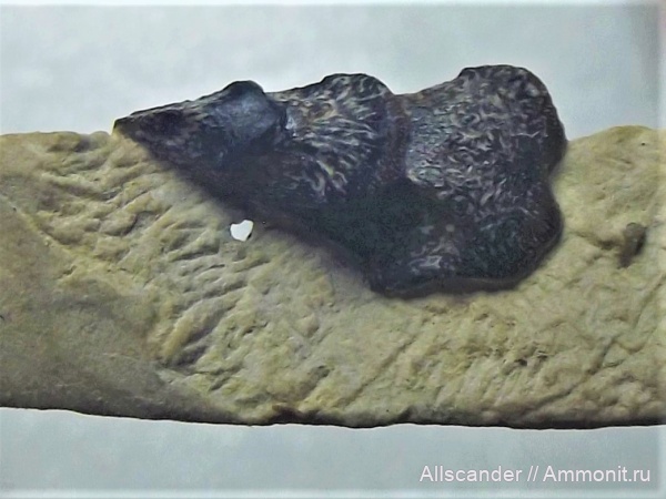 Тульская область, зубы рыб, Janassa, Janassidae, petаlodontiformes