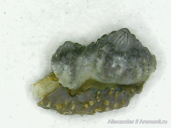 Chondrichthyes, зубы рыб, Mesodmodus, тульский горизонт