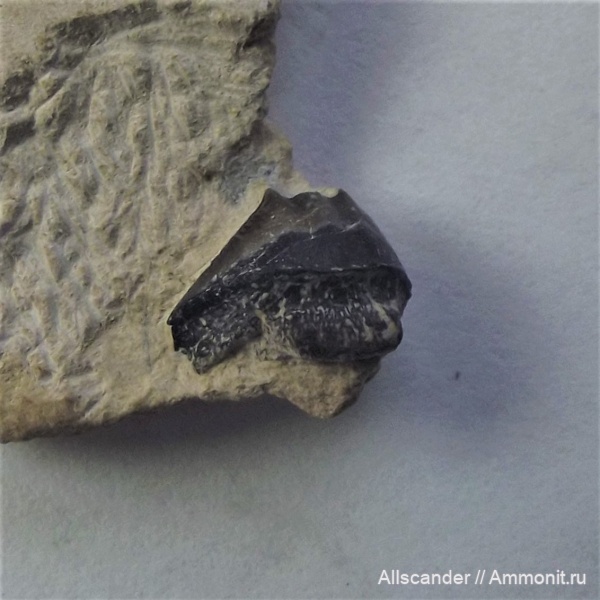 Chondrichthyes, Petalodontiformes, Pristodus, зубы рыб, Pristodontidae, тульский горизонт