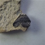 В коллекцию пристодусов (Pristodus sp.)