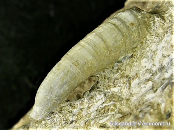 визе, Microconchida, Tentaculita, тульский горизонт