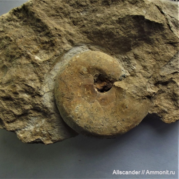 Goniatitida, визе, Ammonoidea, гониатиты, тульский горизонт