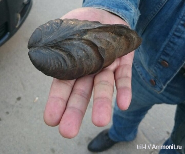 Inoceramus